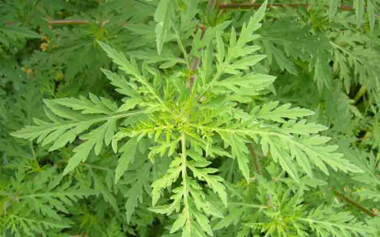 Pollenhelyzet - A tavaszi szezon csúcsidőszakában vagyunk