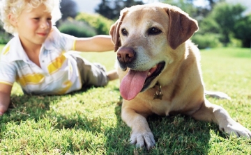 Szívféreg: halálos veszéllyel fenyegeti a kutyákat