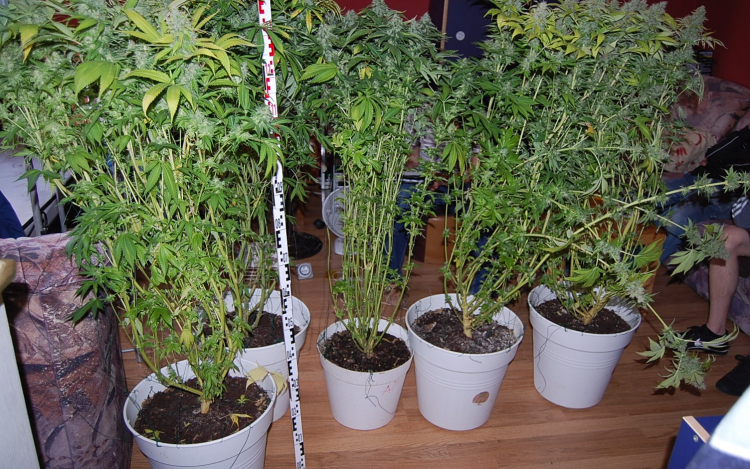 Fürdőszobában „nevelgetett” vadkender 