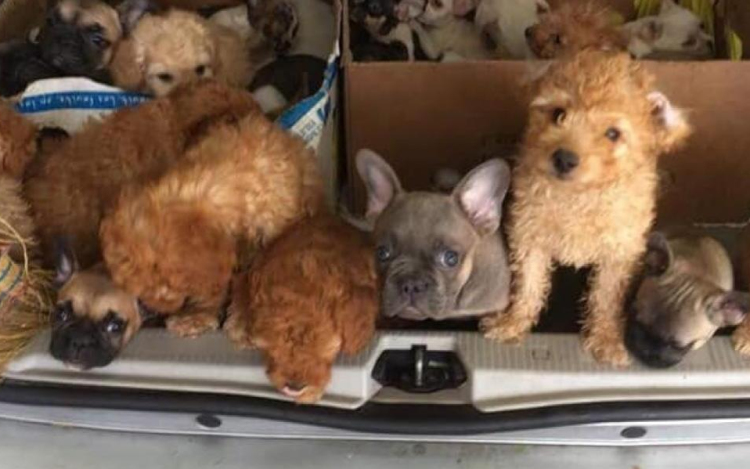 Harmincegy kiskutyát csempészett egy olasz férfi Magyarországról