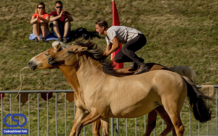 A lovak és a solymok nyelvén