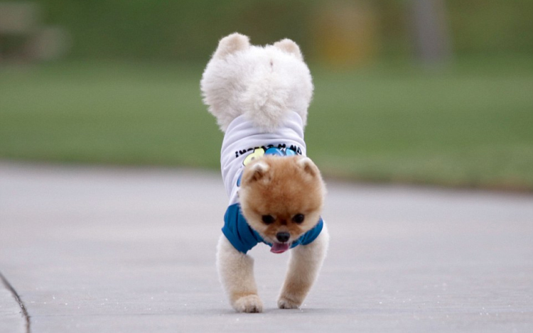 Milliók rajonganak a rekorder kutyáért