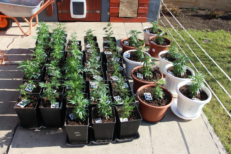 Négy kábítószer-ültetvényt, 10 kiló marihuánát foglaltak le Csongrád megyében 