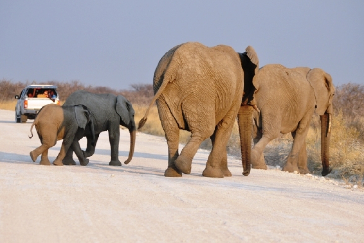 Éhes volt az elefánt, átsétált a határon