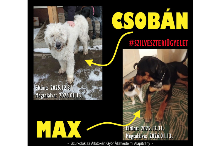 Összefonódott két szilveszteri kutyasors