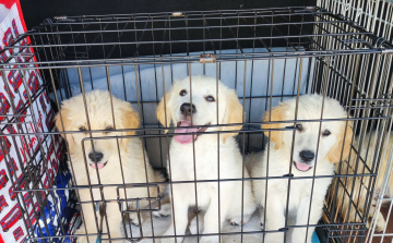 Öt kölyökkutyát próbáltak illegálisan Németországba juttatni