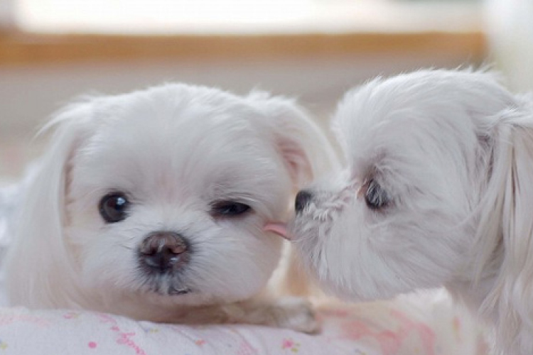 Elolvadsz - A legtündéribb kiskutyák 