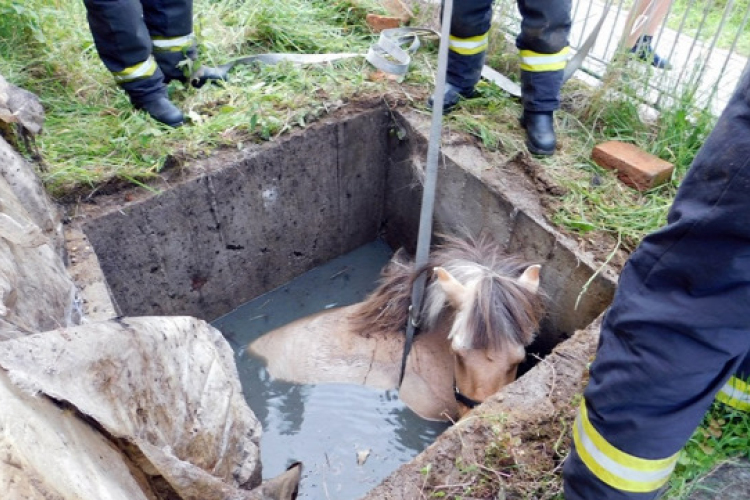 Vízzel teli aknába esett egy ló