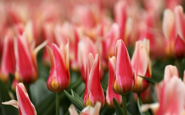 Tavaszias időre van kilátás! 21 fok is lehet ma