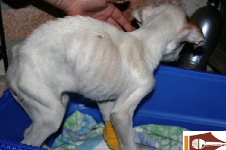Állatkínzó „állatvédők” – egyetlen kutya, Mázli élte túl a brutalitást
