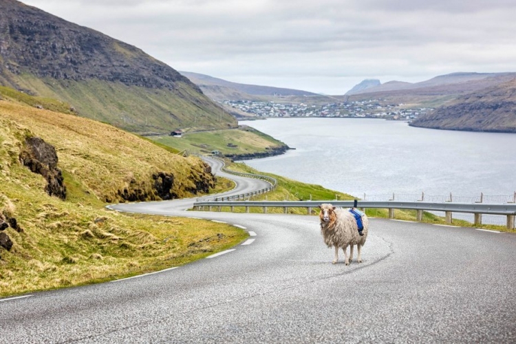 Birkák segítségével biztosítják a Google Street View szolgáltatást a Feröer-szigeteken