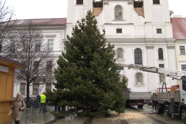 Megérkezett a karácsonyfa a Széchenyi térre