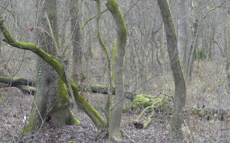 Fakivágás lesz a Püspökerdőben – mutatjuk hol