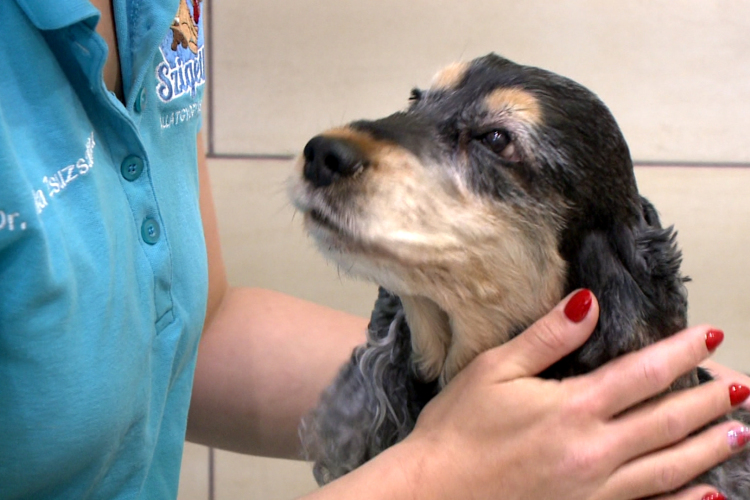 Elkezdődött a toklász-szezon