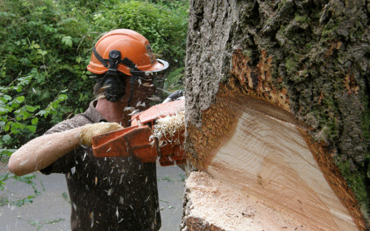 Tüzet okozott a favágással