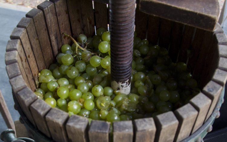 Több borra és kiváló évjáratra számítanak idén a borászok