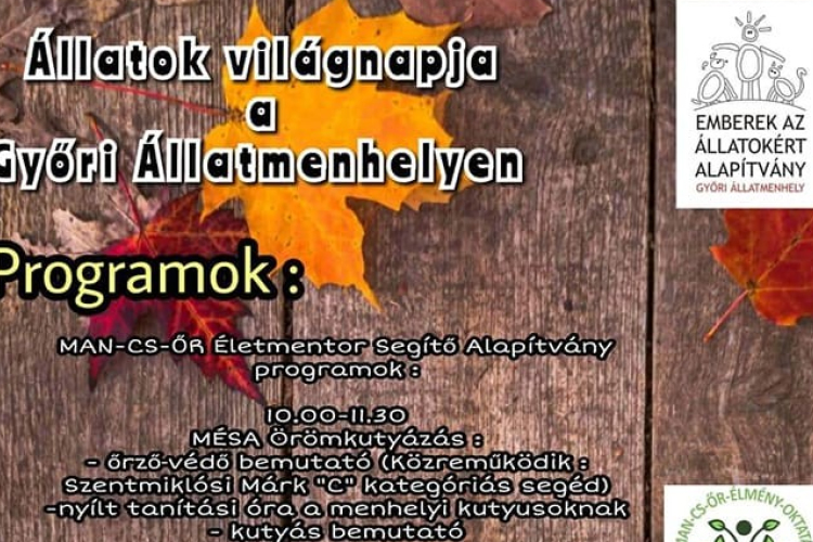 Állatok Világnapja a Győri Állatamenhelyen