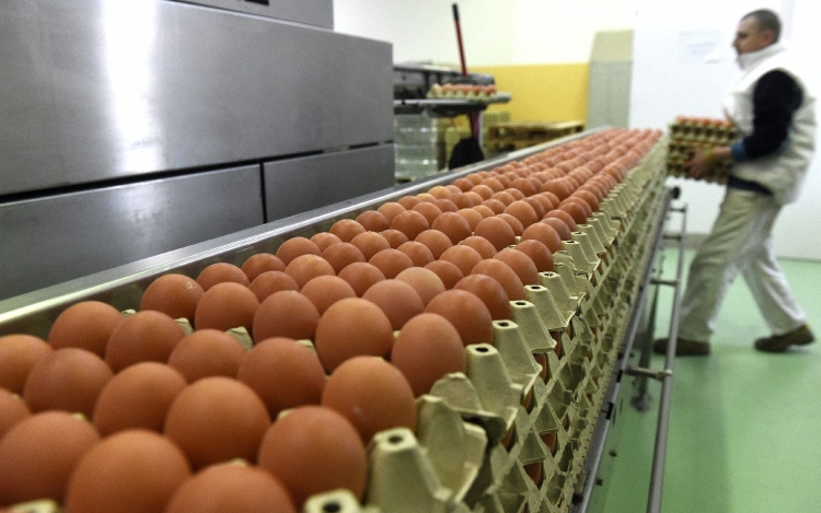 Veszélyben a tojástermelés