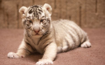 Másfél napos koruk óta egy lakásban élnek a győri kistigrisek