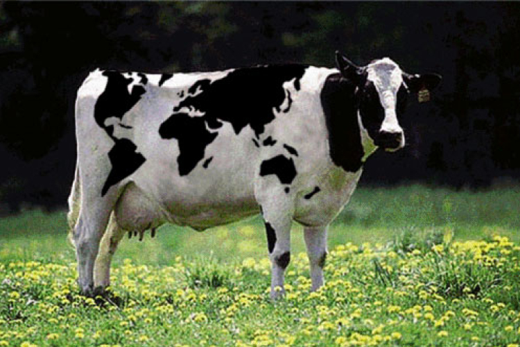 Ágyában aludt, amikor ráesett egy tehén