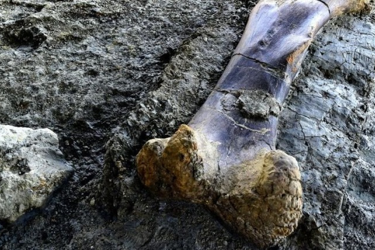 Óriásdinoszaurusz csontját találták meg Franciaországban