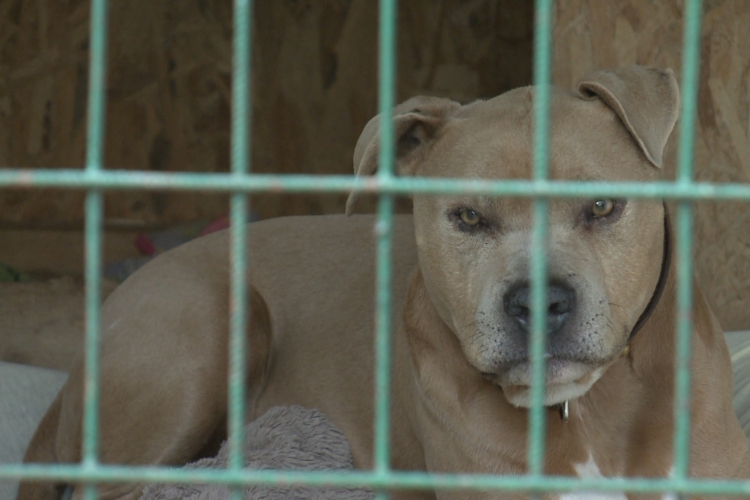 Létszámstop a győri menhelyen