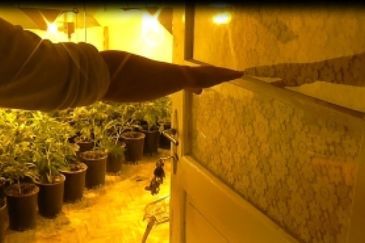 Őrizetben a kábítószer-termesztő