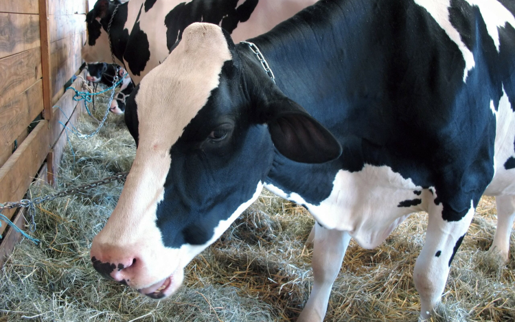 Enyhített a korlátozáson kívüli területeken a ragadós száj- és körömfájás miatt hozott intézkedéseken az állategészségügyi hat