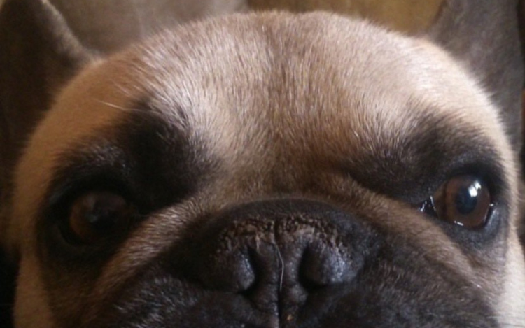 Kutya meleg van! – ezekre figyeljenek a gazdik!