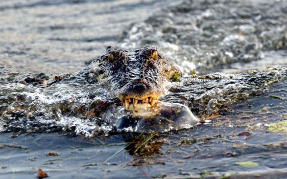 Órákig küzdött egy ausztrál férfi a rátámadó krokodilokkal