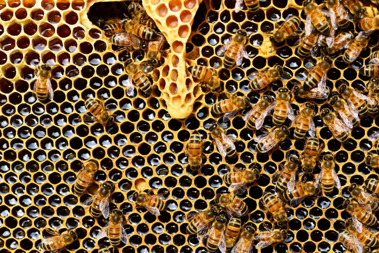 Magyar kutatók fejlesztése állíthatja meg a méz hamisítását