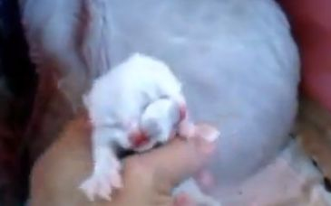 Ritka, kétfejű cica született Brazíliában - videó!