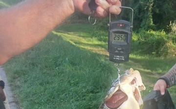 Meztelenül, szigonypuskával pontyra támadó orvhalászt fogtak Győrnél