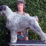 Király Klári Kutyakozmetika