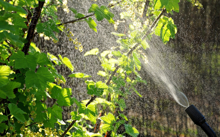 Permetezik a fákat Győrben csütörtök és péntek este