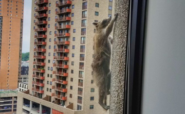 Toronymászó mosómedve fotója járja körbe az internetet