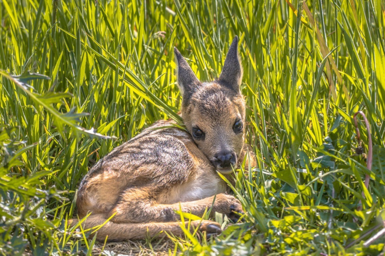 Drónokkal vigyáznak az őzgidákra