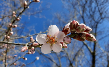 Beindult a mandulavirágzás