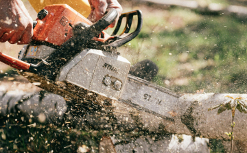 Életveszélyesek az Arrabona előtti fák