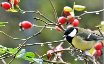 Fontos a postaládákba költöző széncinegék védelme