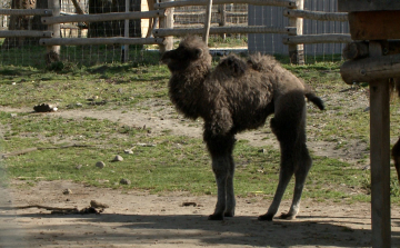 Kisteve született a győri állatkertben