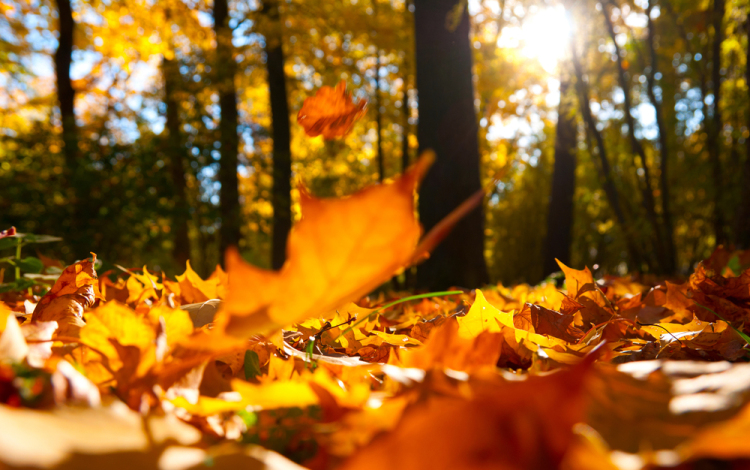 Idén sem marad el a vénasszonyok nyara