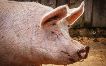 Falusi dinszóvágásra hívnak Dunaszigeten