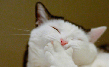 Vicces macska összeállítás!