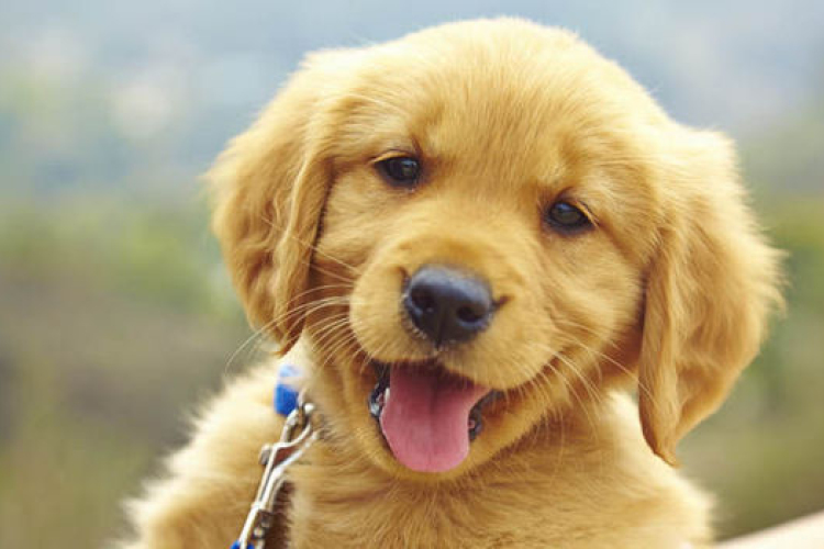 Új tudományos-ismeretterjesztő könyv jelent meg a kutyákról