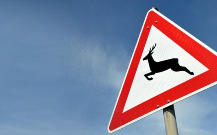 Vigyázat vadveszély!