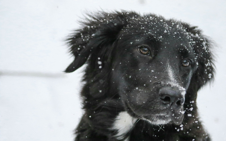 A hideg idő veszélyeire hívják fel az állatartók figyelmet