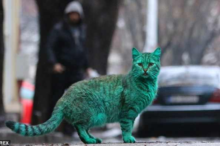 A zöld macska rejtélye megoldódott
