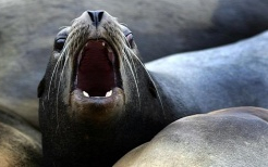 50 fóka támadt rá egy horgászra