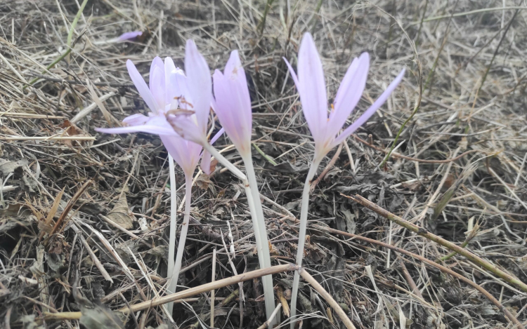 Gyönyörű, de mérgező: virágzik az őszi kikerics